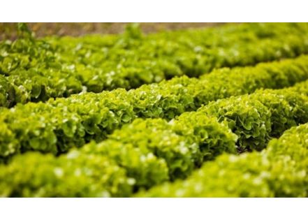 GPAO et agroalimentaire : quelles spécificités ?